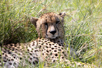 02 TEMBO SEAN FRIDAY-0615