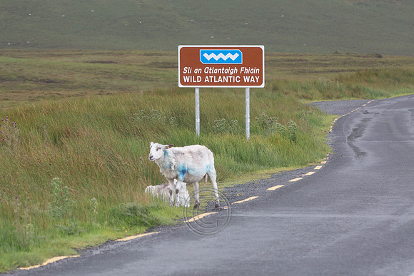 DÚN NA nGALL DONEGAL-0359
