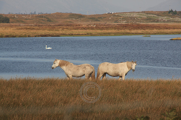 LEITIRMUCÚ PONIES 2015-0082