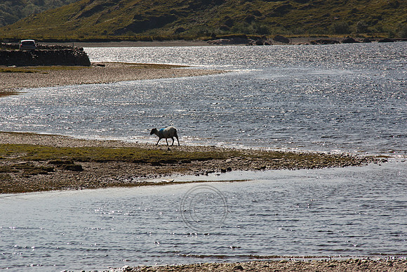 DOOLOUGH SHEEP HOT-2-2