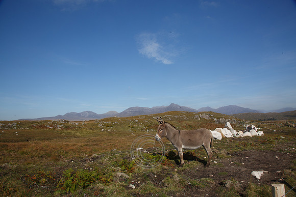 DONKEY CONNEMARA BENS-0032