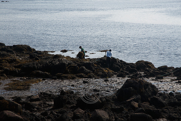 HARVESTING SEAWEED-0022