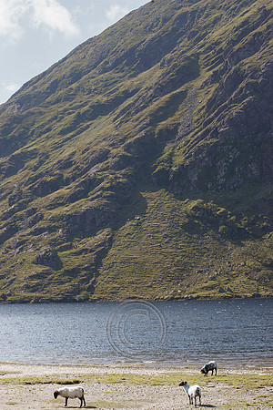 DOOLOUGH SHEEP HOT-2-9