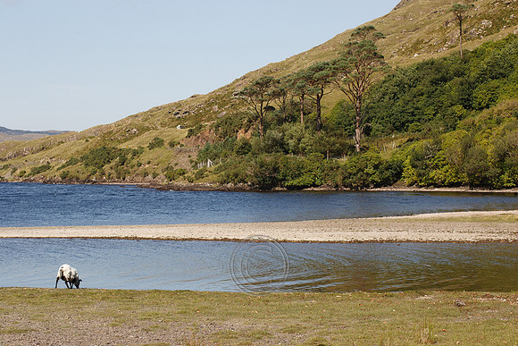 DOOLOUGH SHEEP HOT-2-6