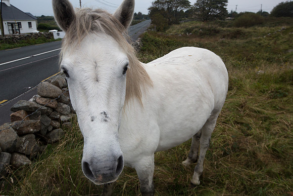 ConPony15-0007