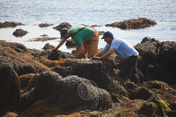 HARVESTING SEAWEED CAISEAL-0107