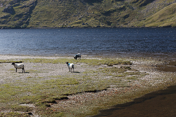DOOLOUGH SHEEP HOT-2-8