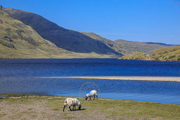 DOOLOUGH SHEEP HOT-0071
