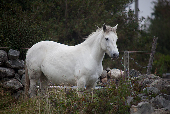 ConPony15-0161