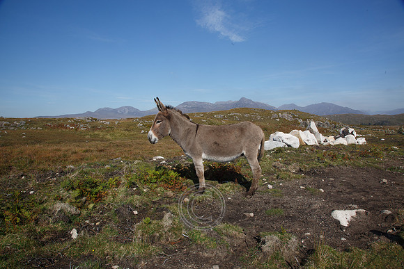 DONKEY CONNEMARA BENS-0034