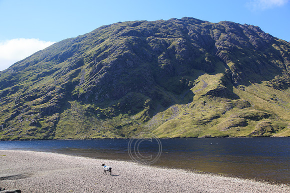 DOOLOUGH SHEEP HOT-0019