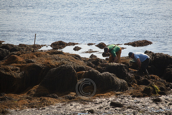 HARVESTING SEAWEED CAISEAL-0112