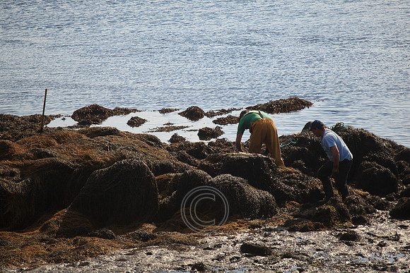 HARVESTING SEAWEED CAISEAL-0113