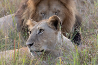 LIONS FRIDAY-73