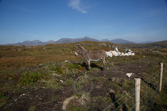 DONKEY CONNEMARA BENS-0029