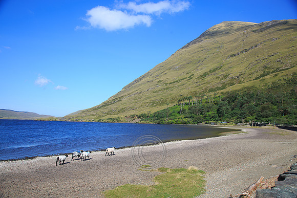 DOOLOUGH SHEEP HOT-0053