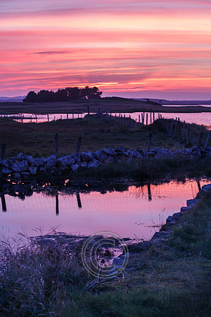 SUNSET BOG WATER-0056