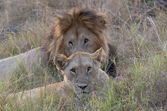 LIONS FRIDAY-75