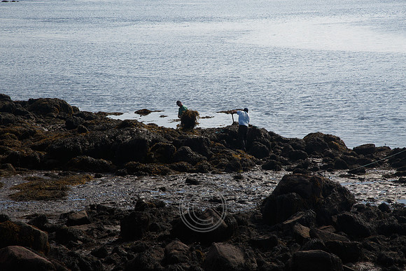 HARVESTING SEAWEED-0023