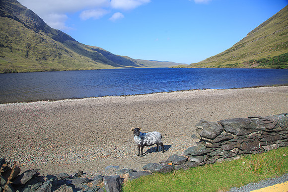 DOOLOUGH SHEEP HOT-0021