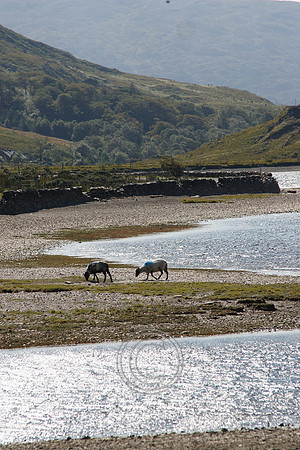DOOLOUGH SHEEP HOT-0133