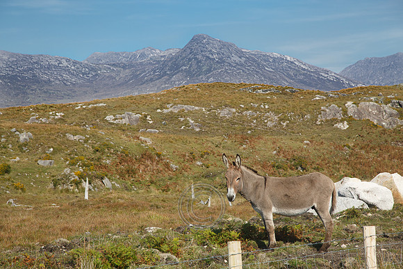 DONKEY CONNEMARA BENS-0025