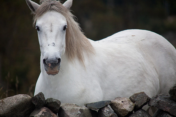 ConPony15-
