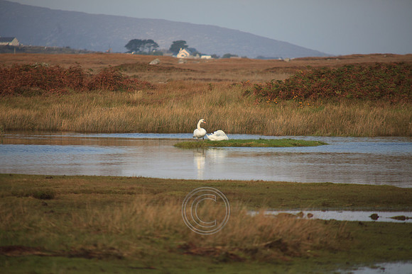LEITIRMUCU SWANS-2