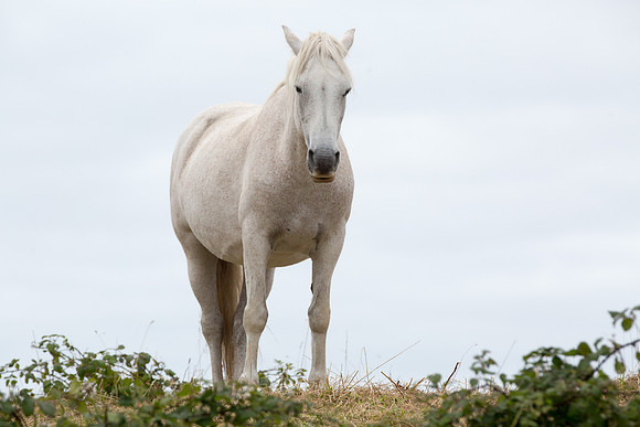 ConPony15-0046