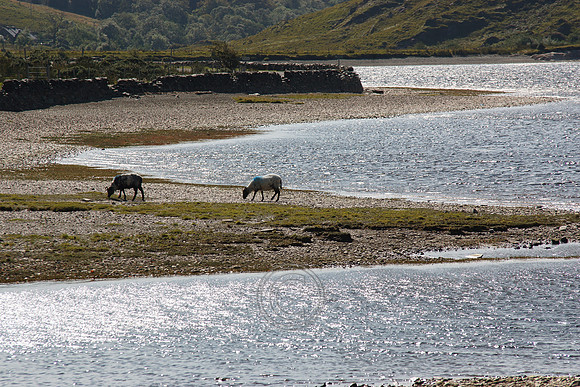 DOOLOUGH SHEEP HOT-2-10
