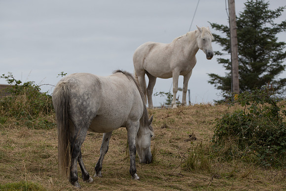 ConPony15-0067