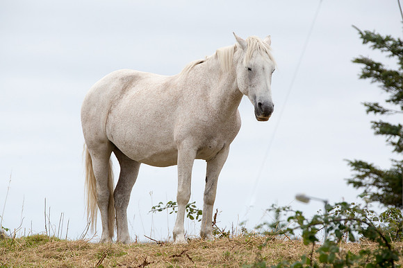ConPony15-0042
