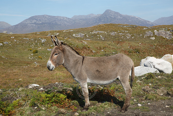 DONKEY CONNEMARA BENS-0028