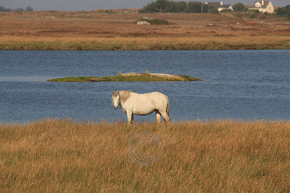 LEITIRMUCÚ PONIES 2015-2-5