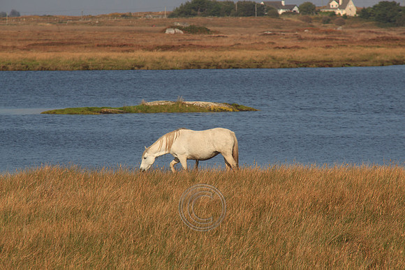LEITIRMUCÚ PONIES 2015-2-4