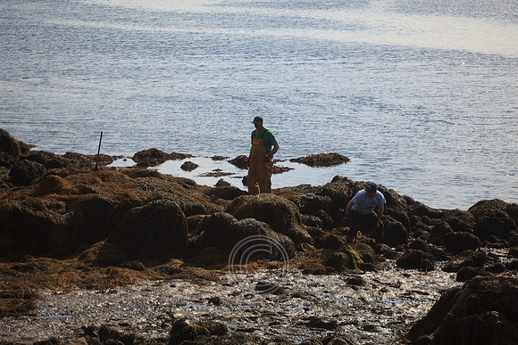 HARVESTING SEAWEED CAISEAL-0104