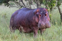 03 TEMBO SEAN-0003