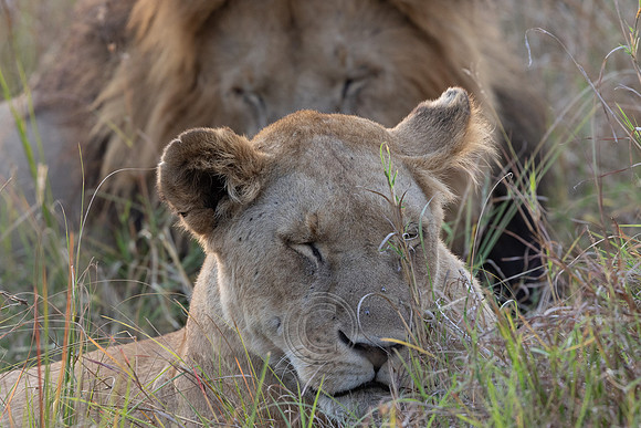 LIONS FRIDAY-79