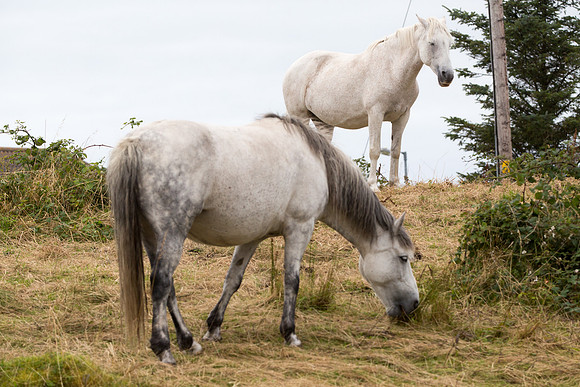 ConPony15-0071