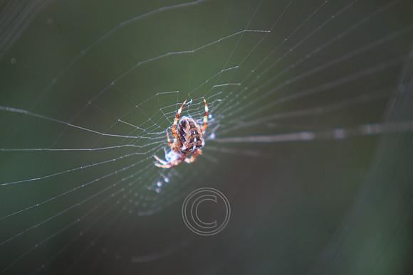 SPIDER DAMHAIN ALA-2