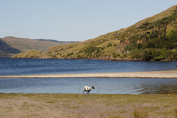 DOOLOUGH SHEEP HOT-2