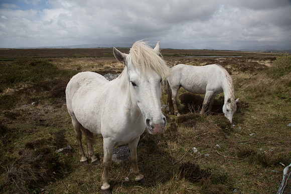 ConPony15-0018-2