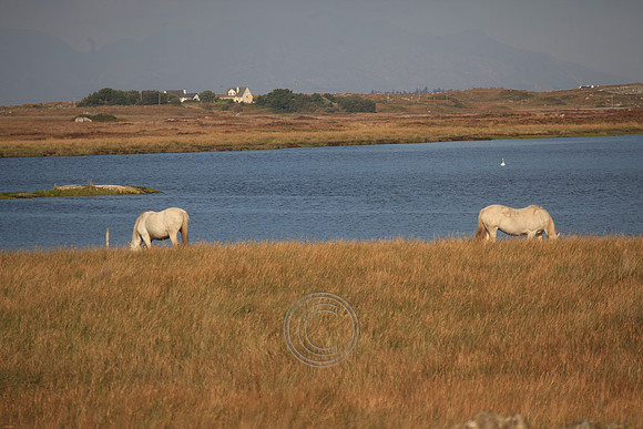 LEITIRMUCÚ PONIES 2015-0053