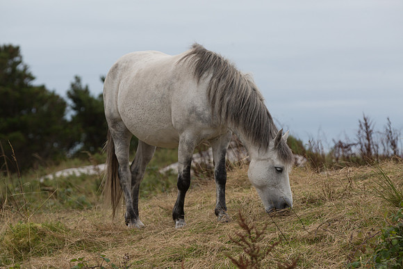 ConPony15-0058