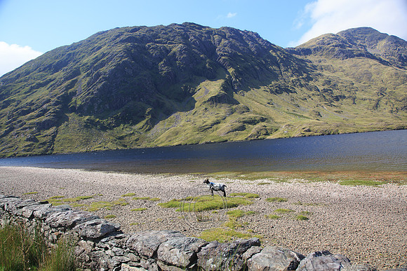 DOOLOUGH SHEEP HOT-0017