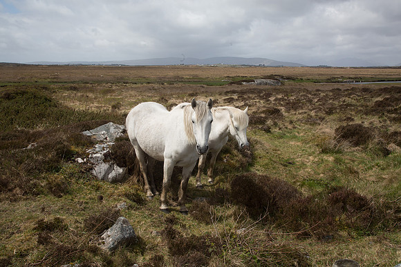 ConPony15-0001