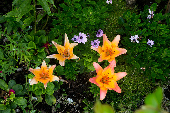 Gairdín-B-14-2-33