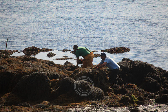 HARVESTING SEAWEED CAISEAL-0105
