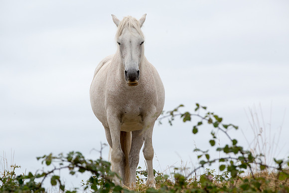 ConPony15-0060