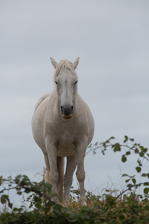 ConPony15-0064